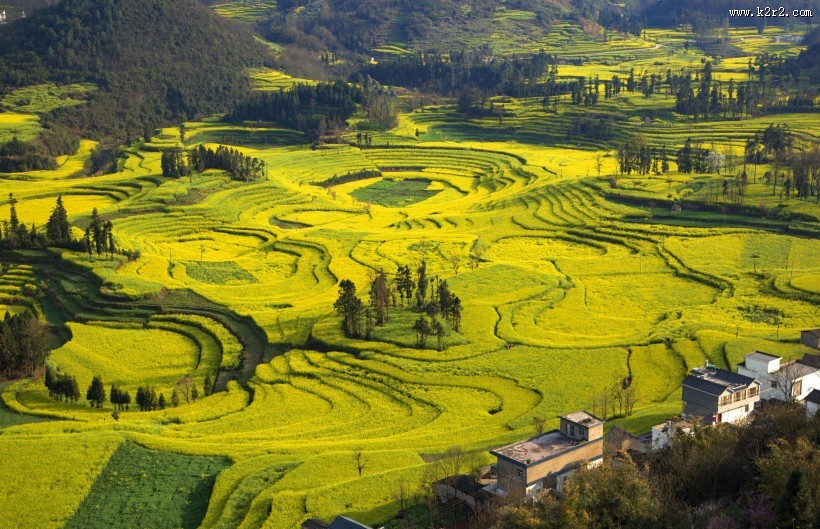 云南罗平油菜花海自然风景图片