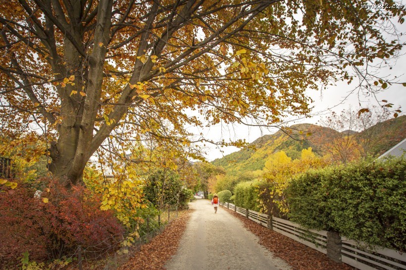 新西兰箭镇秋色无边风景图片