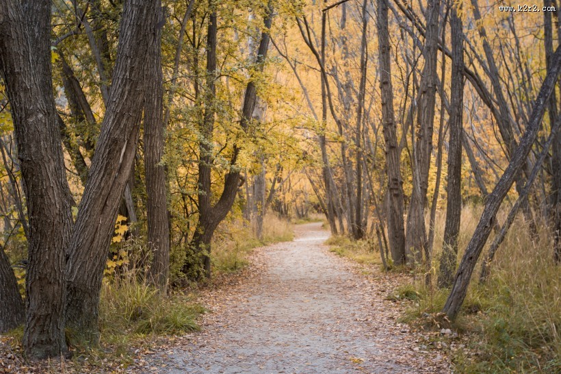 新西兰箭镇秋色无边风景图片