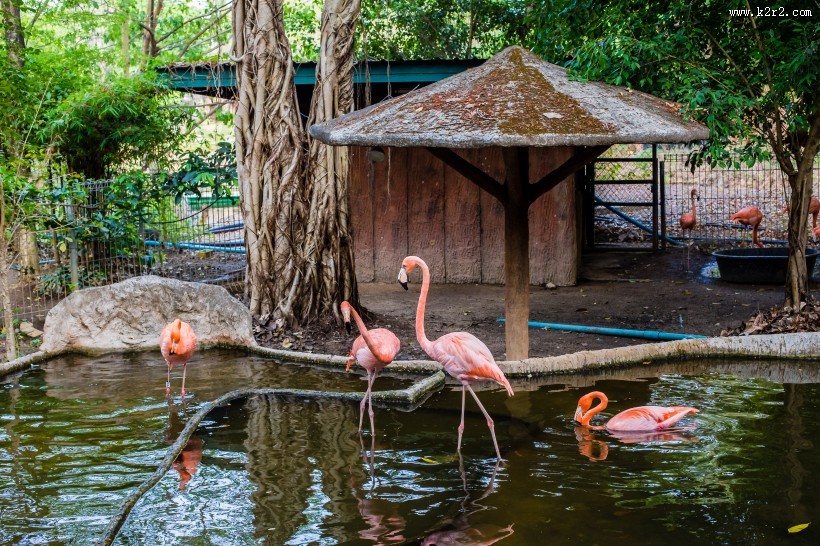 泰国动物园图片大全