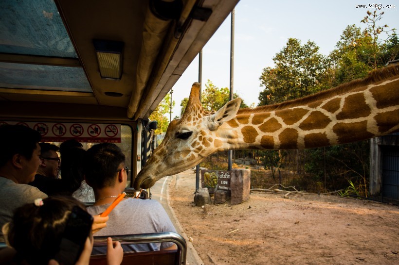 泰国动物园图片