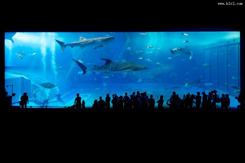 奇妙的水族馆图片大全
