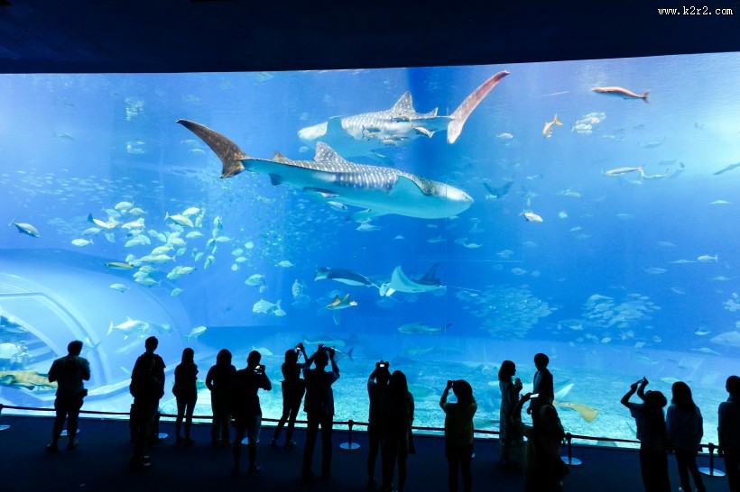 奇妙的水族馆图片大全
