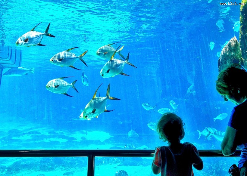 奇妙的水族馆图片大全