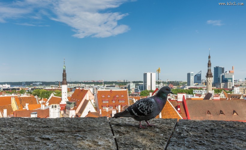 北欧爱沙尼亚首都塔林老城建筑风景图片
