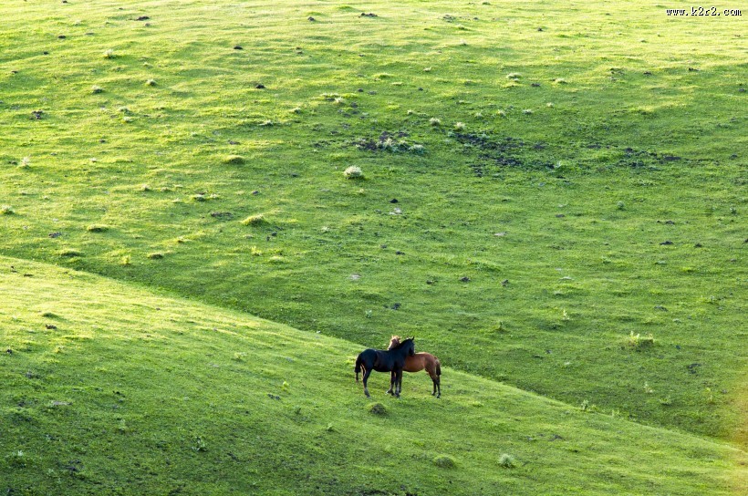新疆美丽的天山牧场风景图片