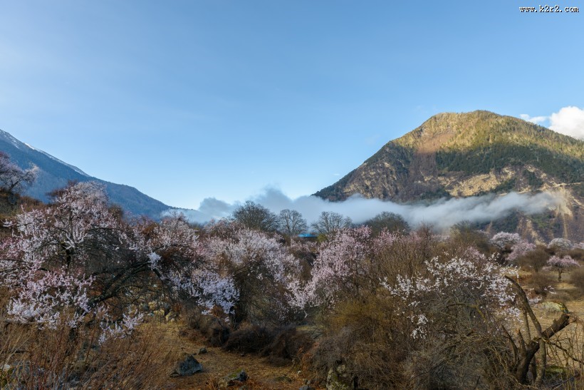 西藏林芝桃花风景图片