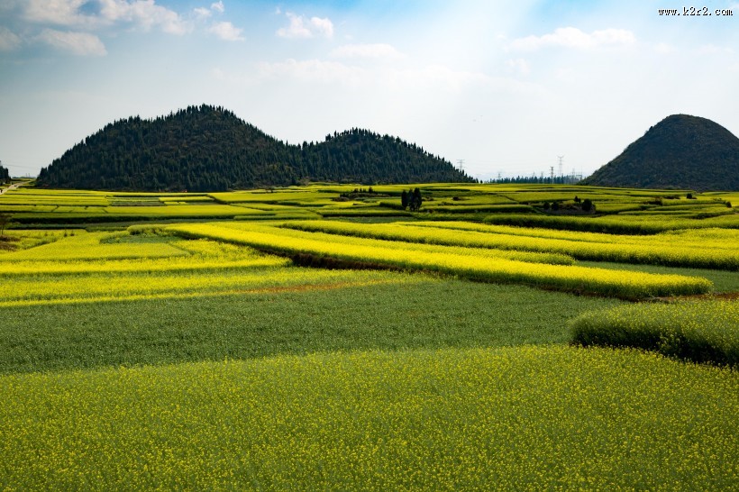 云南罗平油菜花风景图片