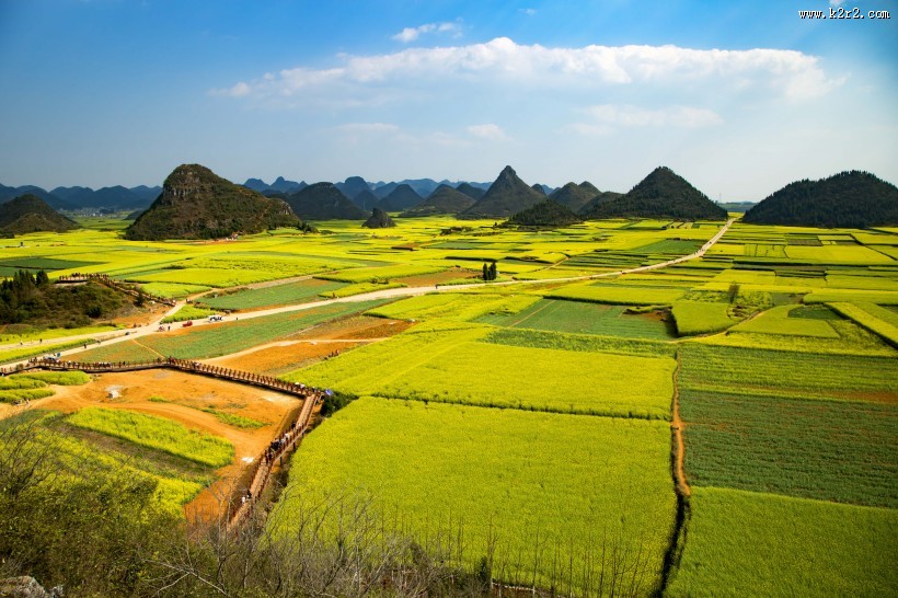 云南罗平油菜花风景图片