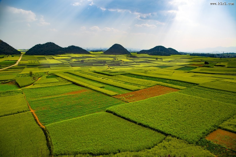 云南罗平油菜花风景图片