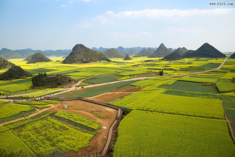 云南罗平油菜花风景图片