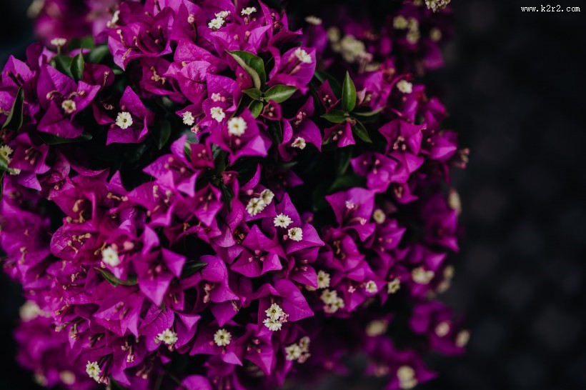 意大利的花店图片