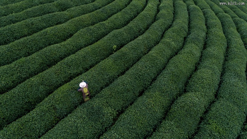 风景优美的茶园图片
