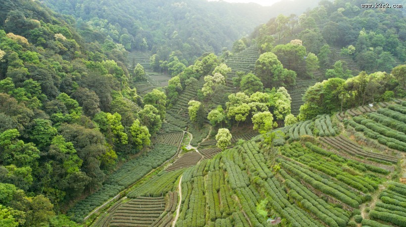 风景优美的茶园图片