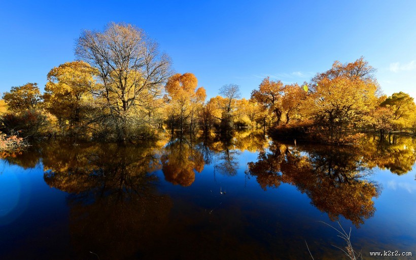 甘肃金塔胡杨林风景图片