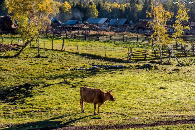 新疆白哈巴村风景图片