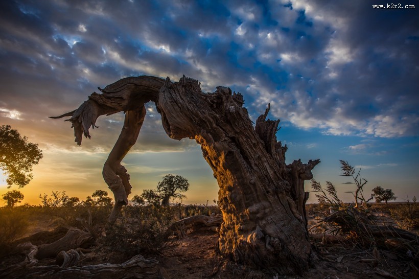 新疆木垒不朽的胡杨林风景图片
