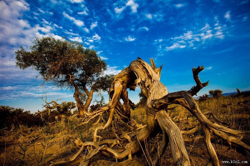 新疆木垒不朽的胡杨林风景图片