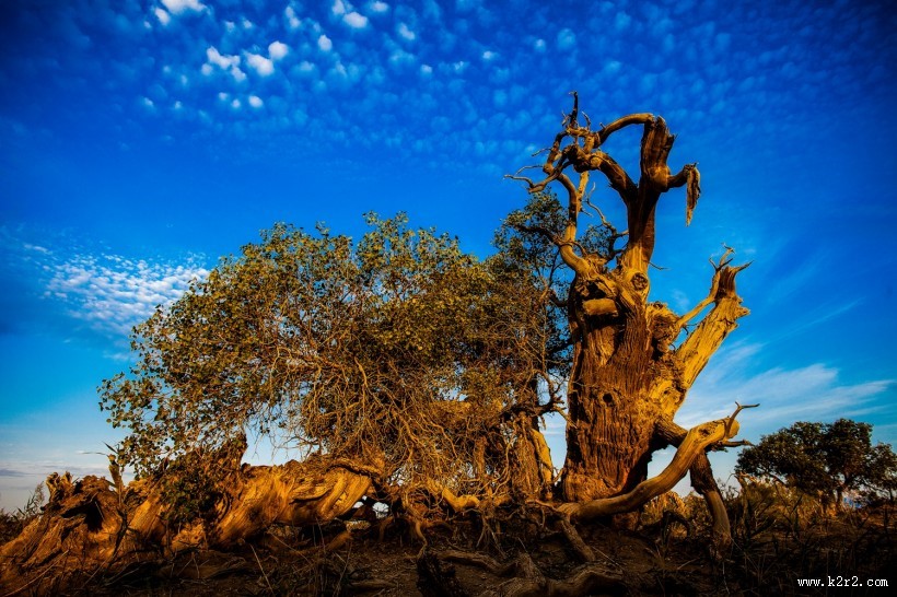 新疆木垒不朽的胡杨林风景图片