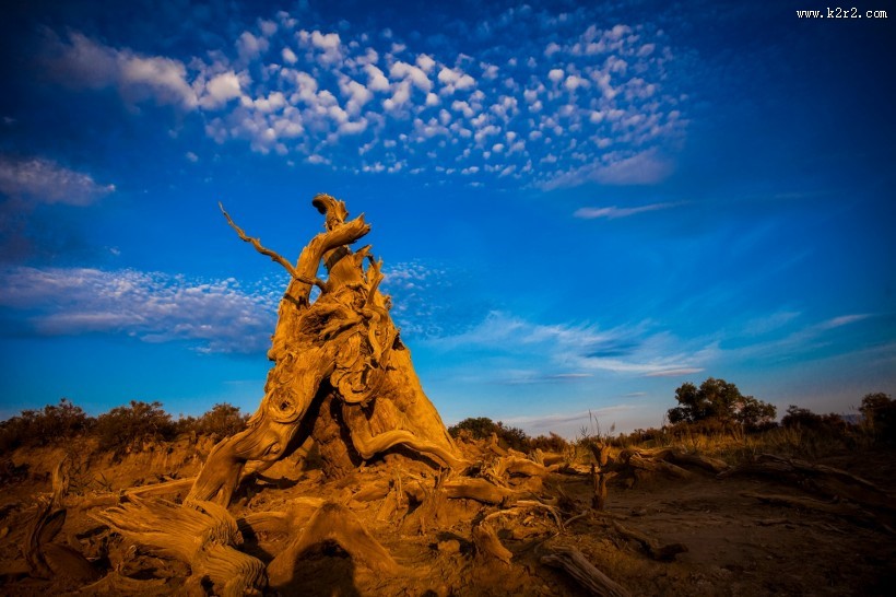 新疆木垒不朽的胡杨林风景图片