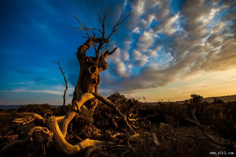 新疆木垒不朽的胡杨林风景图片