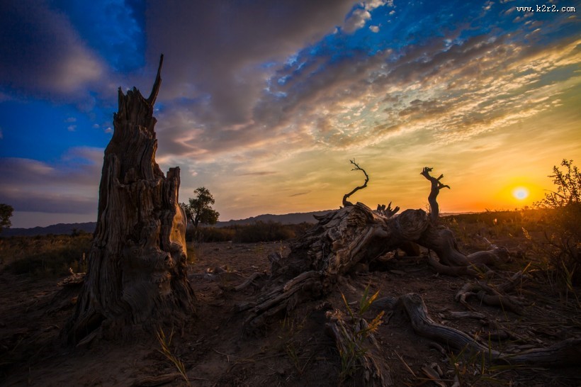 新疆木垒不朽的胡杨林风景图片