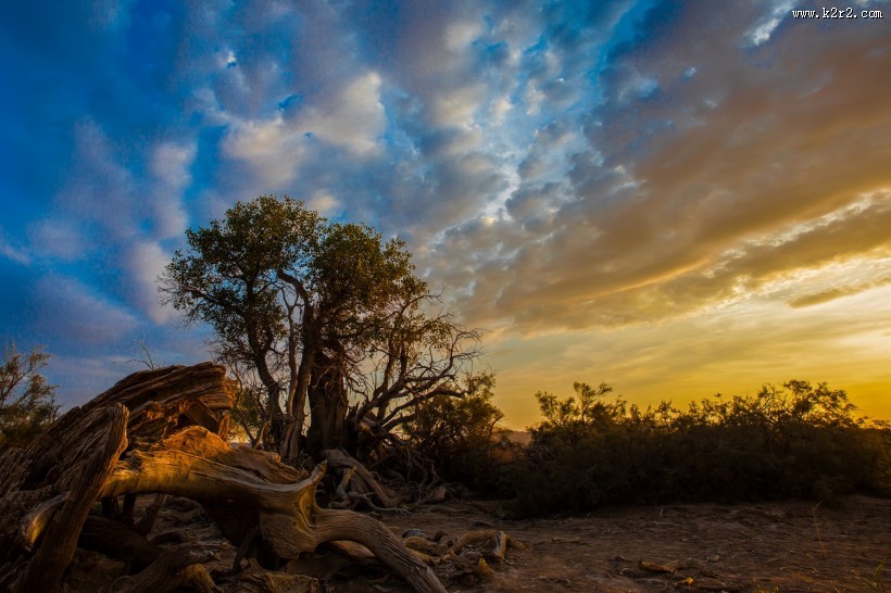 新疆木垒不朽的胡杨林风景图片