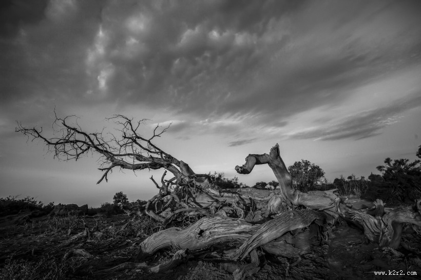 新疆木垒胡杨林风景图片