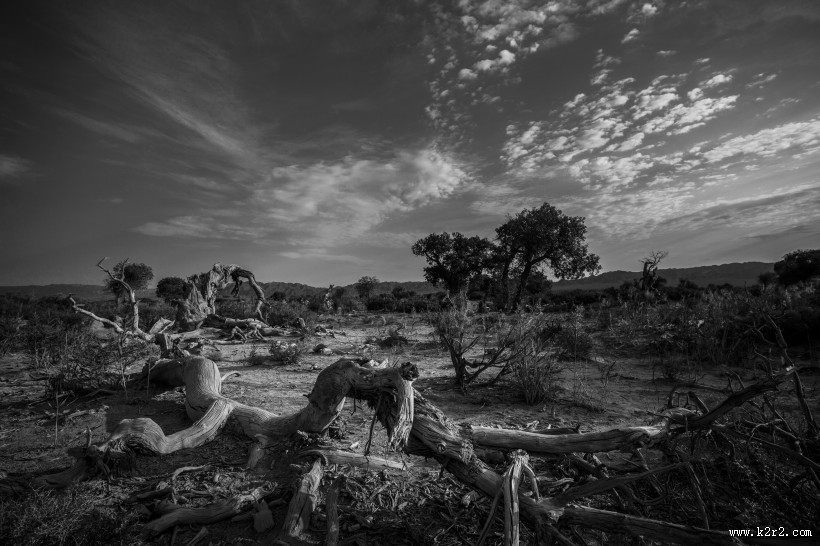 新疆木垒胡杨林风景图片