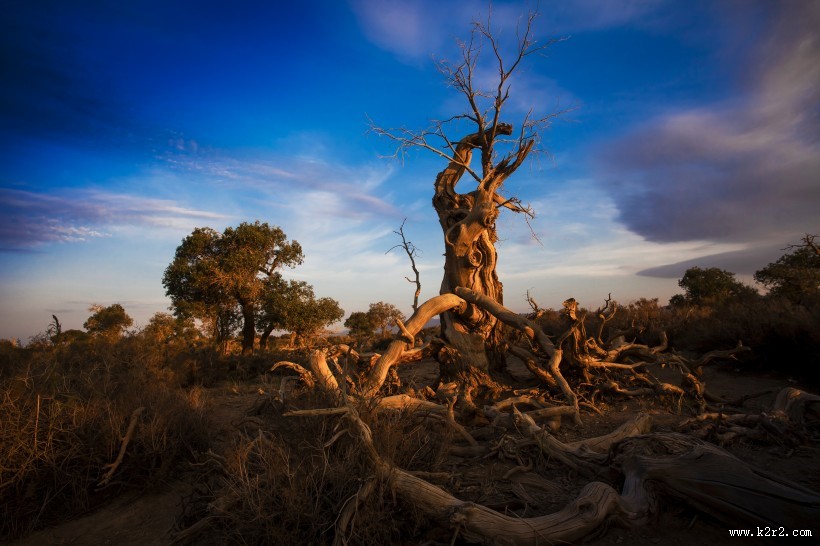 新疆木垒胡杨林风景图片大全