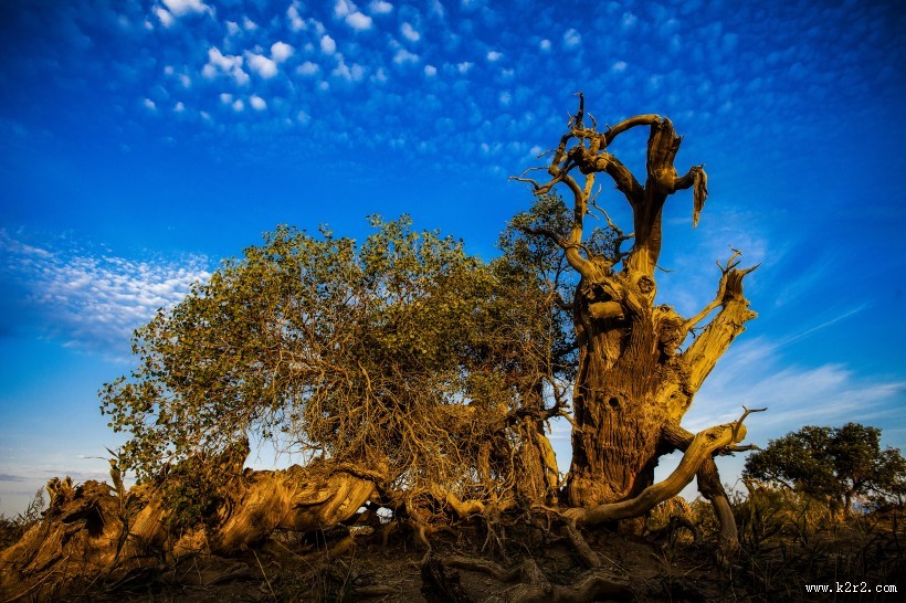 新疆木垒胡杨林风景图片大全