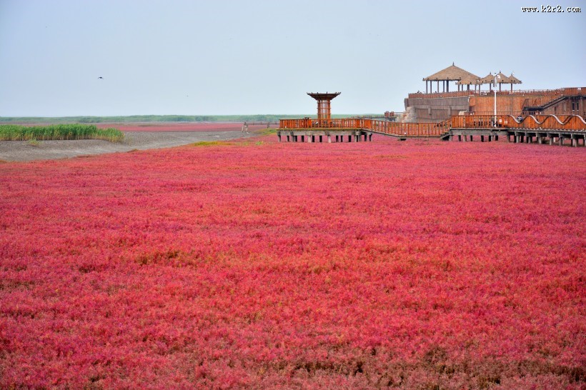 辽宁盘锦红海滩风景图片