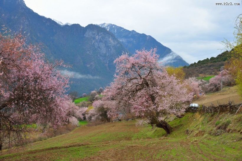 西藏林芝桃花风景图片大全