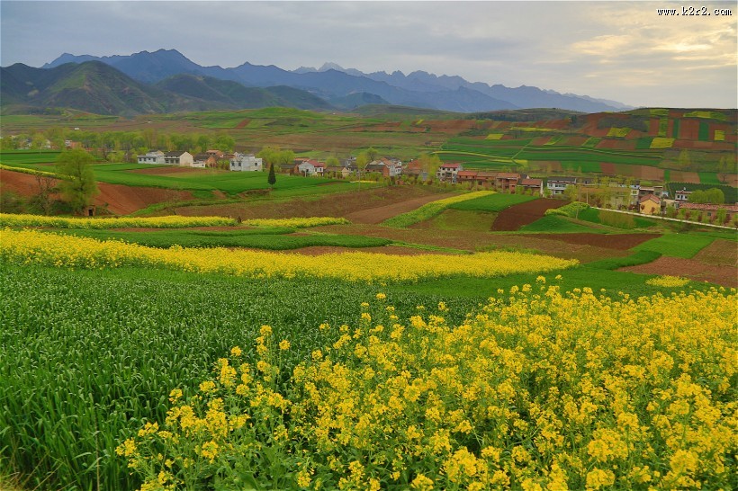 陕西西安鲍旗寨村油菜花风景图片