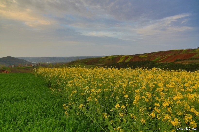 陕西西安鲍旗寨村油菜花风景图片
