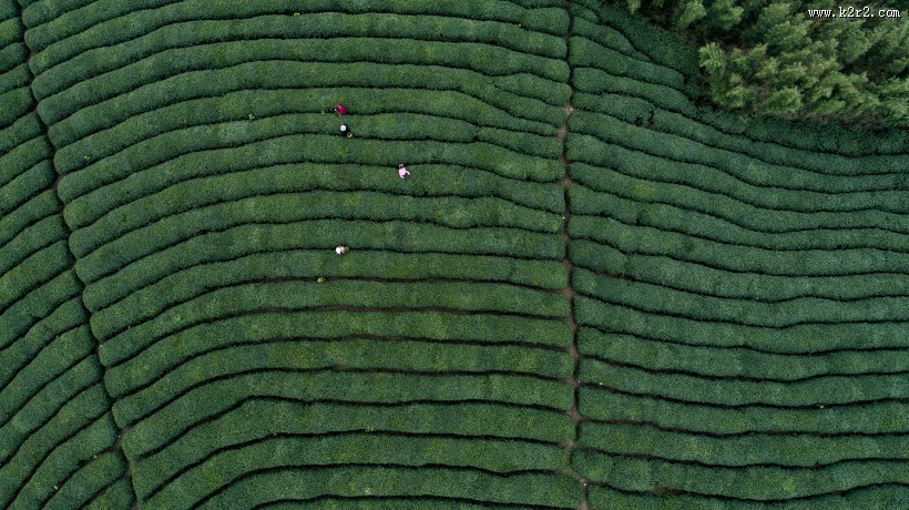 绿色茶园风景图片