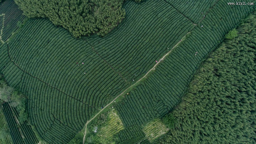 绿色茶园风景图片