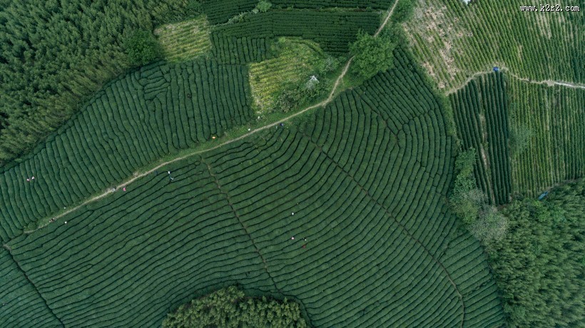 绿色茶园风景图片