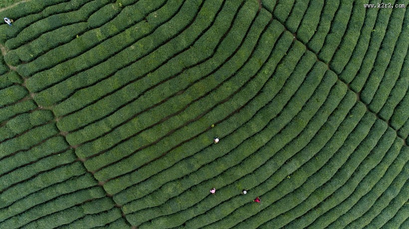 绿色茶园风景图片