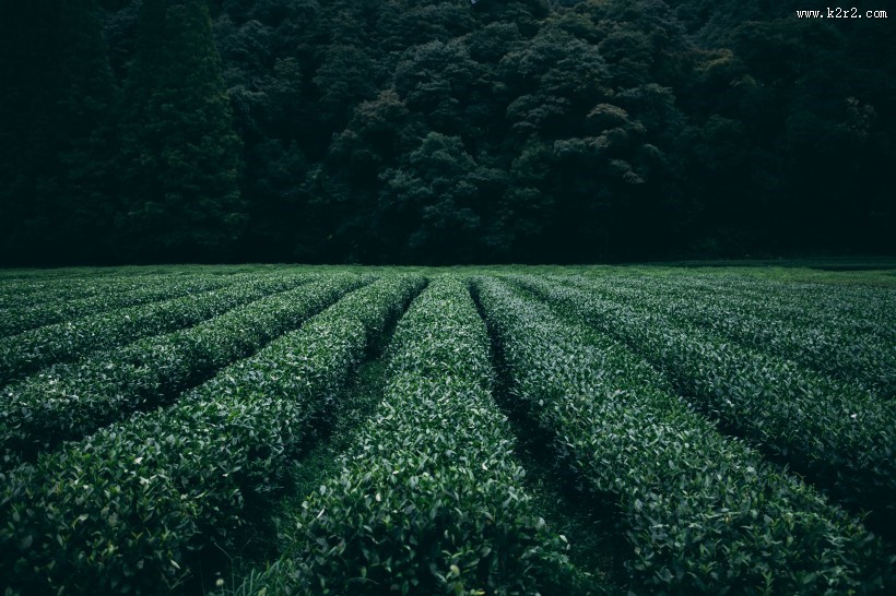 绿色茶园风景图片