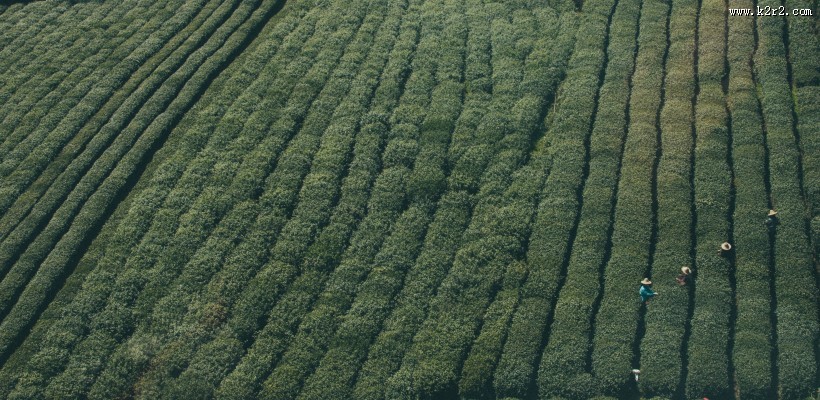 绿色茶园风景图片
