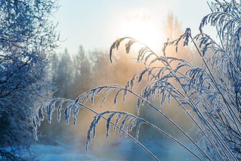 黑龙江大平台雾凇风景图片