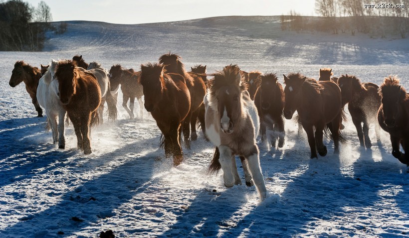 冬日坝上风景图片