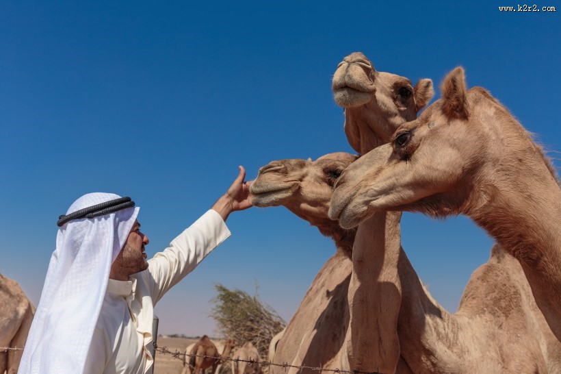 阿拉伯男人和骆驼与城市景观图片