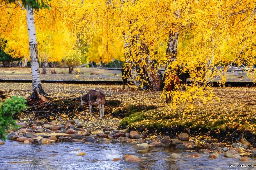 新疆可可托海风景图片