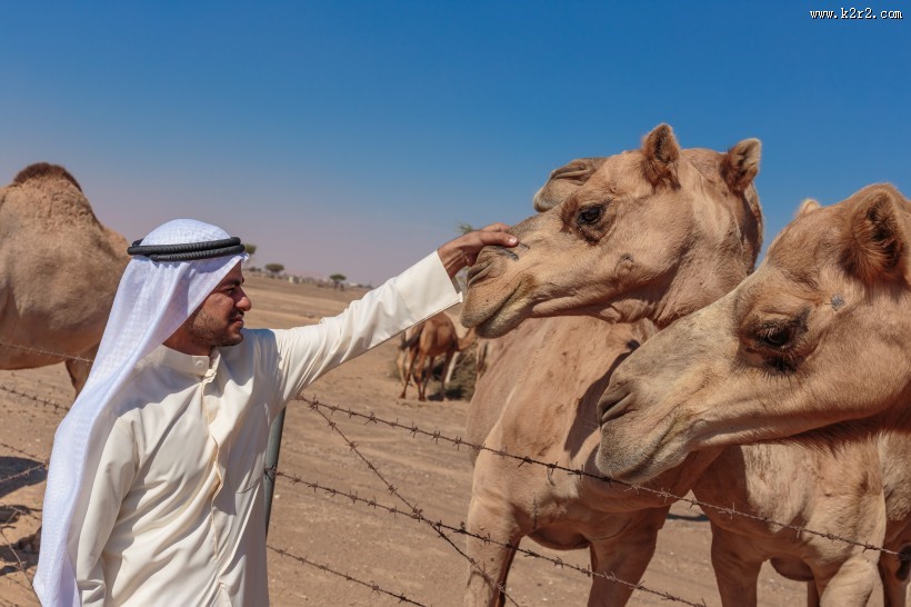 阿拉伯男人和骆驼与城市景观图片