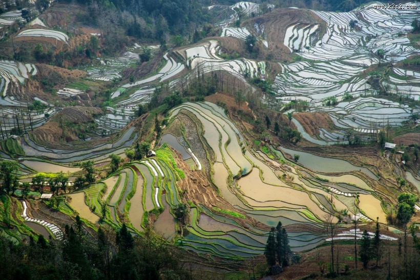 云南元阳梯田真实风景图片