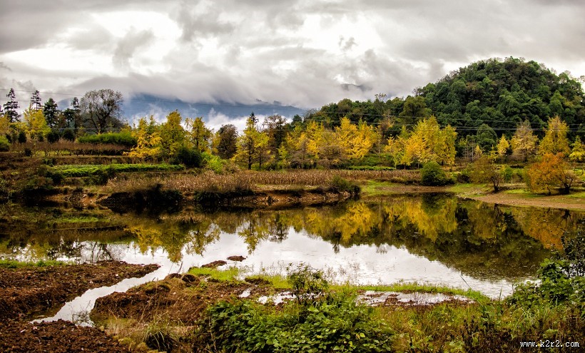 广西桂林海洋银杏林风景图片
