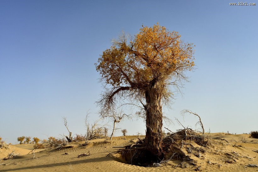 新疆塔里木沙漠公路旁的胡杨树图片