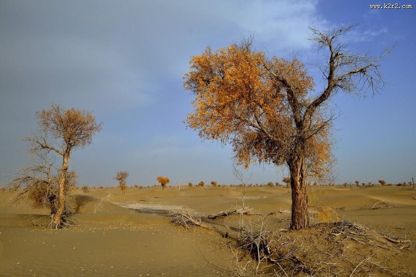 新疆塔里木沙漠公路旁的胡杨树图片